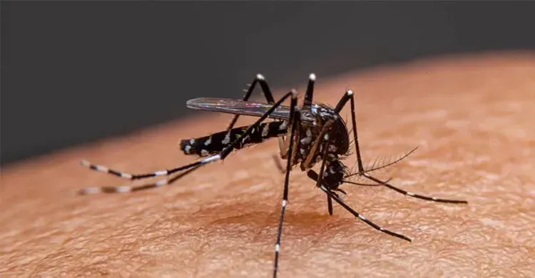 ডেঙ্গুতে আরও ১ মৃত্যু, ২৪ ঘণ্টায় হাসপাতালে ৬৩৩