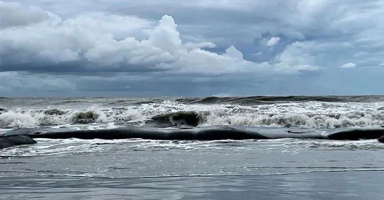 বঙ্গোপসাগরে ঘূর্ণিঝড় ‘ডিটওয়াহ’: চার সমুদ্রবন্দরে ২ নম্বর হুঁশিয়ারি সংকেত