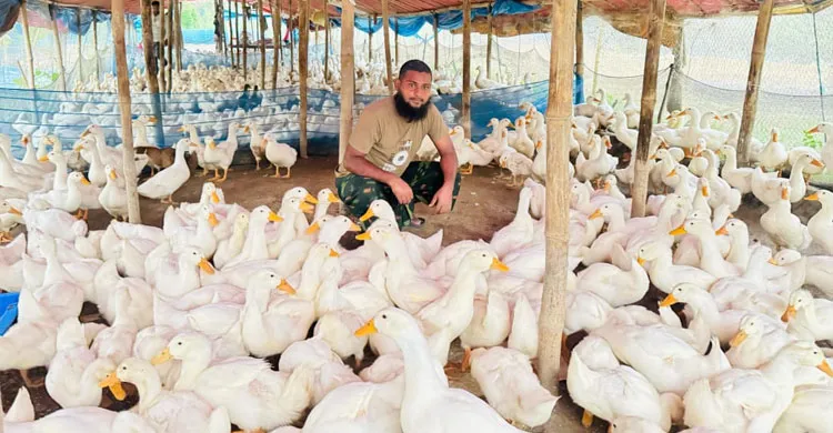 বেলজিয়াম জাতের হাঁস পালনে লাখপতি