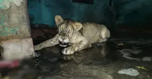 চিড়িয়াখানা থেকে বের হওয়া সিংহ খাঁচায় ফিরেছে