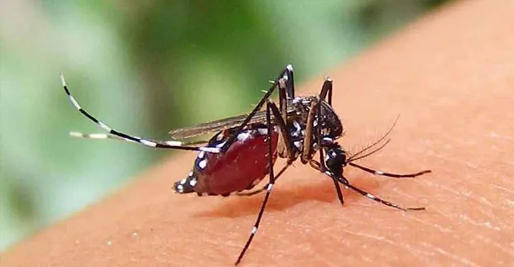 দেশে ডেঙ্গুতে মৃত্যু ৪০০ এর দ্বারপ্রান্তে