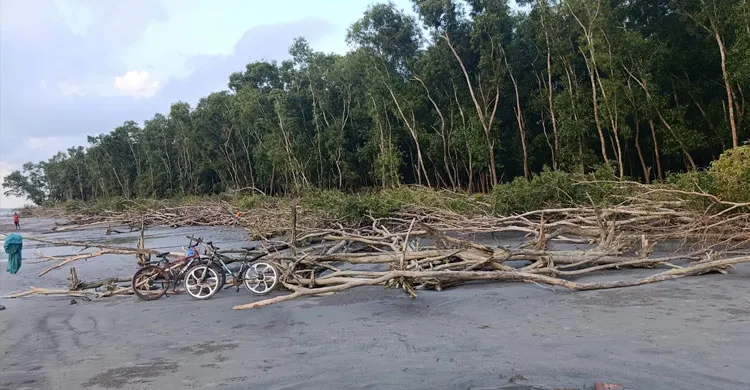 প্রভাবশালীদের লোভ আর প্রশাসনিক উদাসীনতায় বিলীন হওয়ার পথে টেংরাগিরি বন
