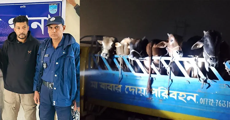 হবিগঞ্জ হতে লুণ্ঠিত গরু নরসিংদীতে উদ্ধার, আটক–১