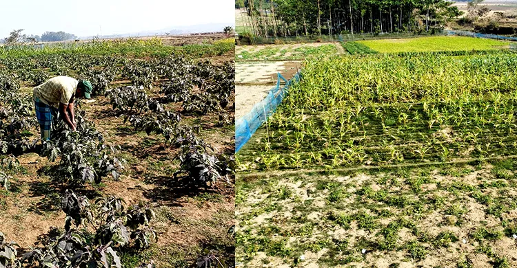 জৈন্তাপুরে রবিশস্য ও ফলের মিশ্র বাগান গড়তে কাজ করছে কৃষি বিভাগ