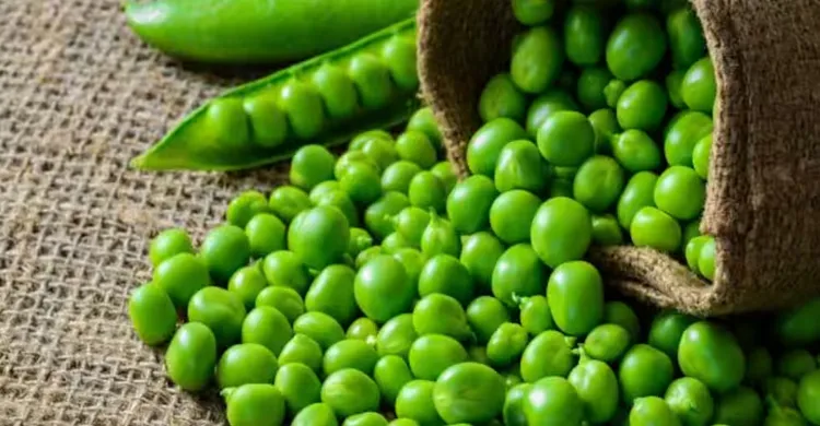 মটরশুঁটি খেলে যে ৫টি উপকার পাওয়া যায়