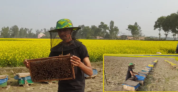 সরিষার মাঠে মৌমাছির উৎসব, মধু চাষিদের কর্মব্যস্ততা