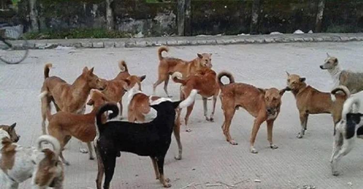 কুলাউড়ায় পাগলা কুকুরের কামড়ে ৪৯ জন আহত