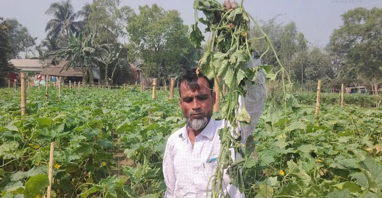 ছবিঃ কৃষক মোবারক হোসেন
