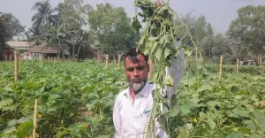 শ্রীপুরে কৃষকের স্বপ্নের ফসল এক বিঘা শসা ক্ষেত কেটে দিয়েছে দুর্বৃত্তরা, প্রায় ২ লাখ টাকার ক্ষতি