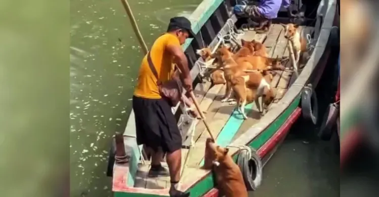 ১০-১২ হাজার টাকায় রাঙ্গামাটি থেকে মিজোরামে পাচার হচ্ছে কুকুর