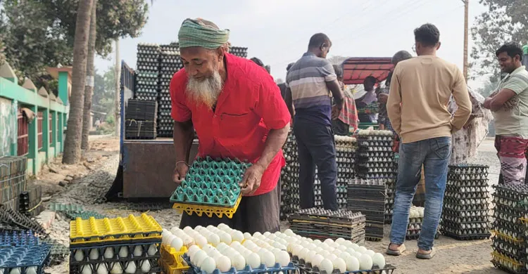 সিংড়ায় হাঁসের ডিমের দামে ধস, দিশেহারা খামারিরা