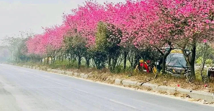 ছবিঃ সংগৃহীত