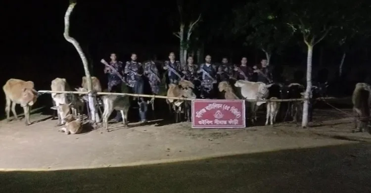 হবিগঞ্জে বিজিবির অভিযানে ২৪টি ভারতীয় গরু জব্দ, মূল্য ১৮ লাখ টাকা