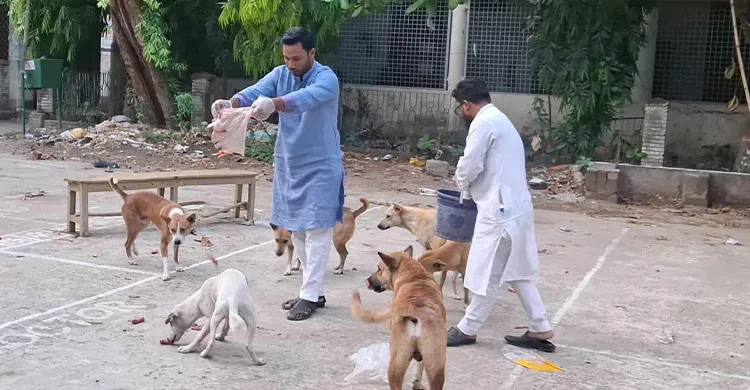 বন্ধ ক্যাম্পাসে ক্ষুধার্ত প্রাণীদের পাশে জবি ছাত্রদল নেতা শাহরিয়ার