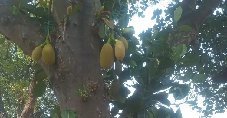 শ্রীপুরে গাছে গাছে শোভা পাচ্ছে কচি কাঁঠাল, সপ্তাহ খানেকের মধ্যে মিলবে পরিপক্ক কাঁঠাল