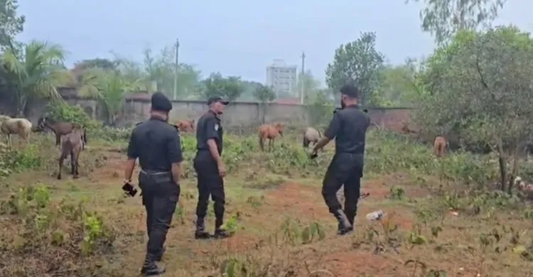 রূপগঞ্জে গরুর মাংসের নামে ঘোড়ার মাংস বিক্রির অভিযোগ