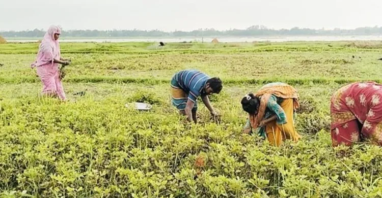 বাদাম চাষ ঘিরে স্বপ্ন বুনছেন নরসিংদীর কৃষকরা