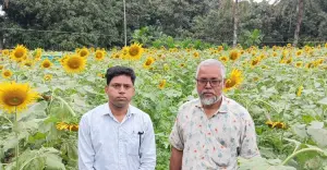 সূর্যমুখী চাষে লাভের স্বপ্ন দেখছেন সিংড়ার কৃষক জাকির