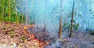 ‎আগুনে পুড়ছে গারো পাহাড়, ভয়াবহ হুমকিতে বনাঞ্চল