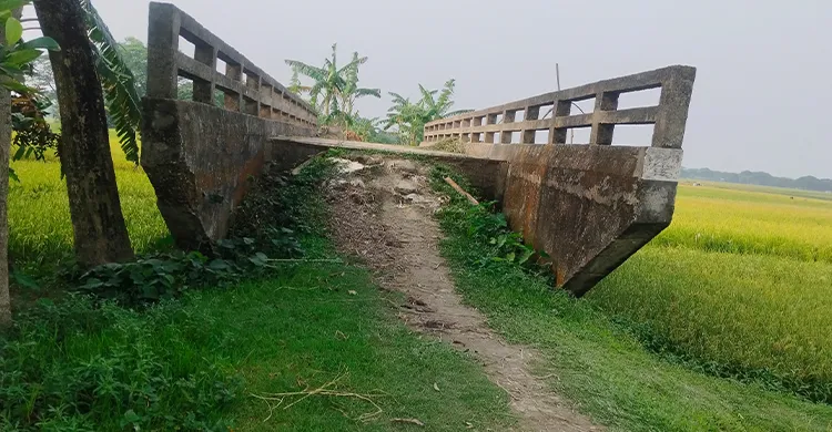 ছবিঃ সংগৃহীত