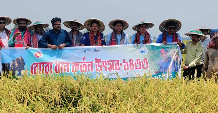 চলনবিলে বোরো ধান কাটা উৎসবের উদ্বোধন