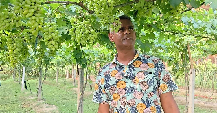 বিদেশফেরত যুবকের আঙুর বাগানে সফলতার স্বপ্ন