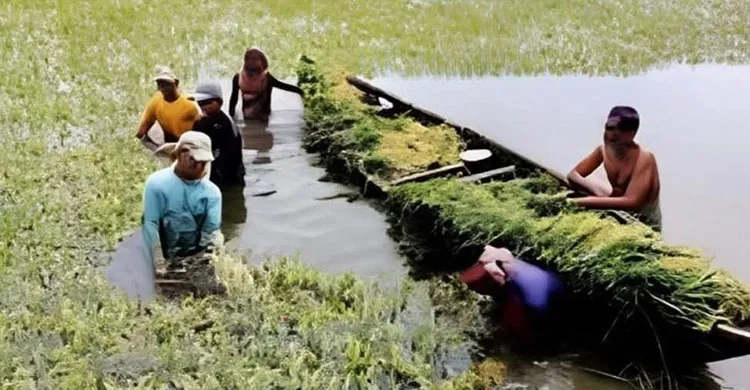 নবীগঞ্জে বৃষ্টি-শিলাবৃষ্টির আশঙ্কায় আগাম ধান কাটা, লোকসানের আশঙ্কায় কৃষক