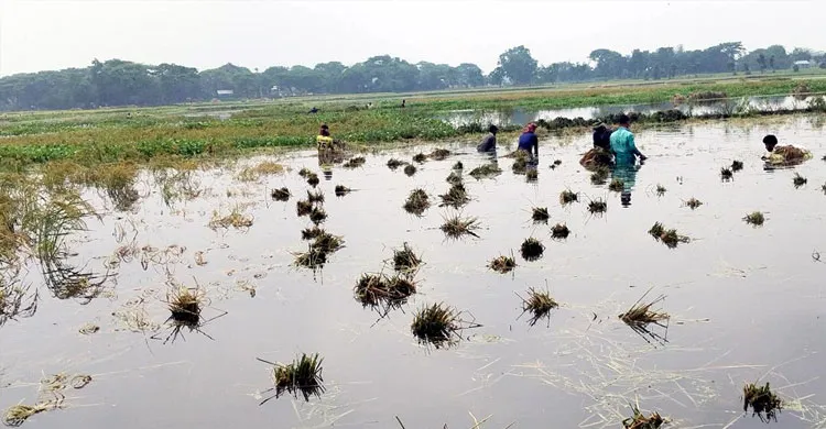 নান্দাইলে অতিবৃষ্টি ও জলাবদ্ধতায় ২০২ হেক্টর বোরো ধান পানির নিচে