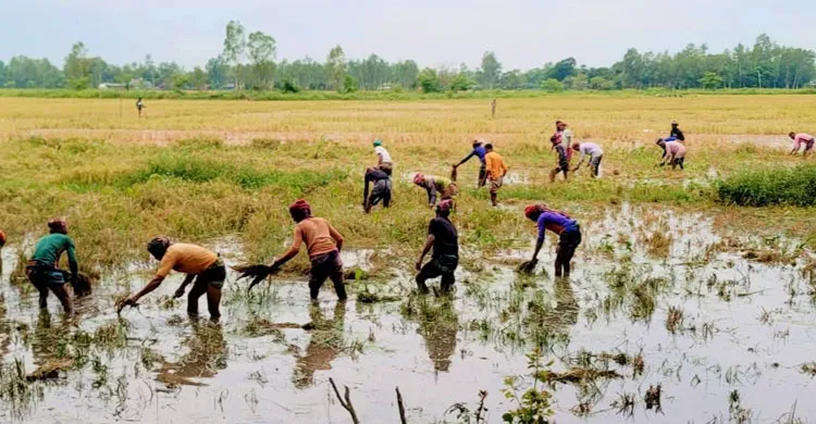 চলনবিলে টানা বৃষ্টি ও ঢলের পানিতে ফসলের ক্ষতি, দিশেহারা কৃষকরা