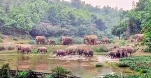 বন্যহাতির লোকালয়ে হানা, ফসল বাঁচাতে নির্ঘুম কৃষক