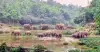 বন্যহাতির লোকালয়ে হানা, ফসল বাঁচাতে নির্ঘুম কৃষক
