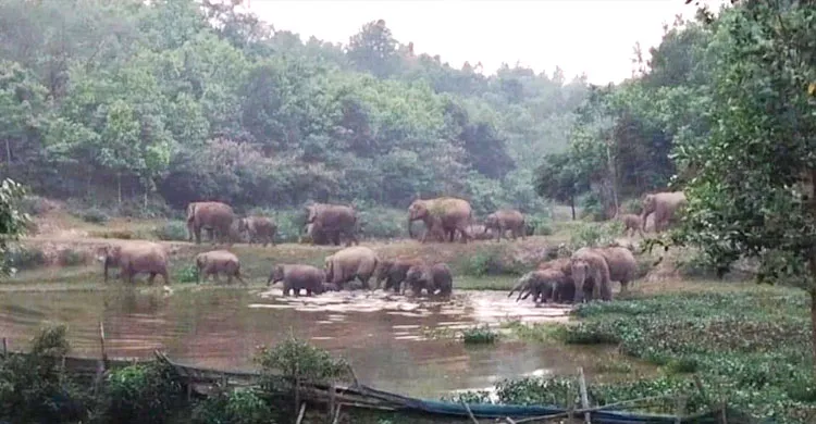 বন্যহাতির লোকালয়ে হানা, ফসল বাঁচাতে নির্ঘুম কৃষক