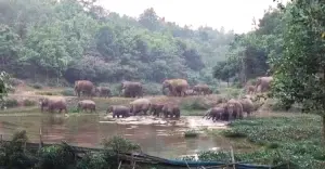 বন্যহাতির লোকালয়ে হানা, ফসল বাঁচাতে নির্ঘুম কৃষক
