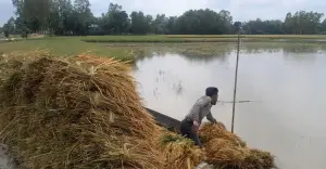 শেরপুরে বোরো বাম্পার ফলনেও হাসি নেই কৃষকের মুখে: এক মণ ধানের দামেও মিলছে না শ্রমিক