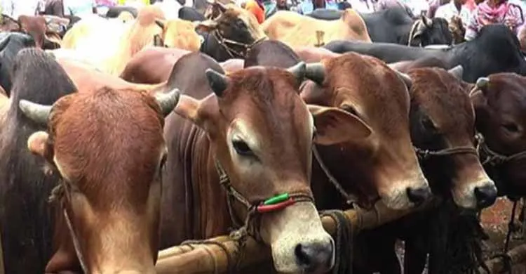 ঈদুল আজহা উপলক্ষে ঢাকায় বসছে ২৮ পশুর হাট