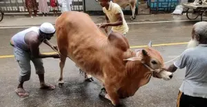 রাজধানীজুড়ে ঈদুল আজহার উৎসব, কোরবানিতে ব্যস্ত নগরবাসী