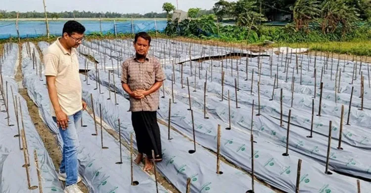 শেরপুরে মালচিং পদ্ধতিতে মরিচ চাষ