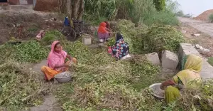 পাবনায় চিনা বাদামের বাম্পার ফলন