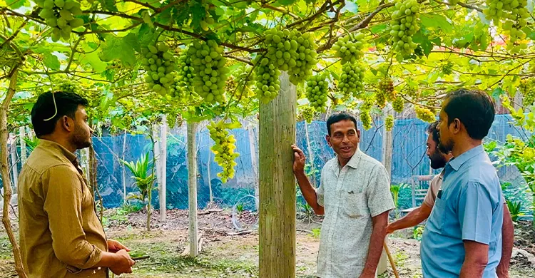 সিংড়ায় শখের বসে আঙুর চাষ, বদলে গেল ভাগ্য