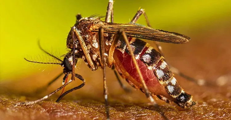 রাজধানীতে হাজার কোটি টাকার মশক নিধনেও প্রশ্ন