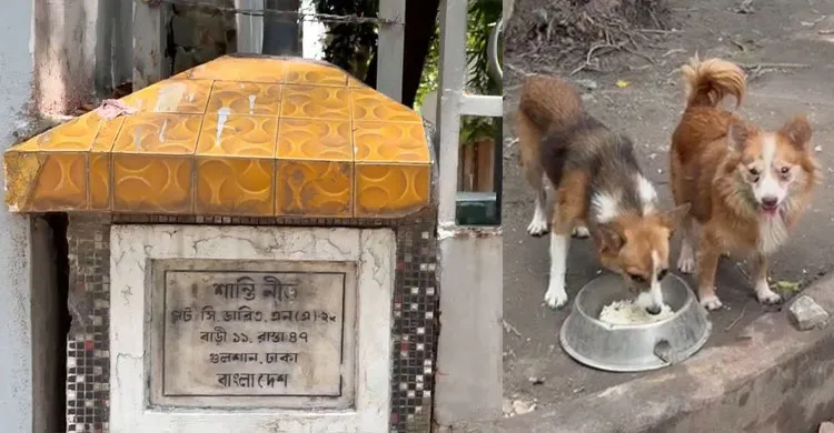 ছবিঃ সংগৃহীত
