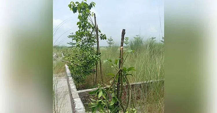 নরসিংদীতে শতাধিক গাছের চারা কেটে ফেলার অভিযোগ, জড়িতদের শাস্তির দাবি