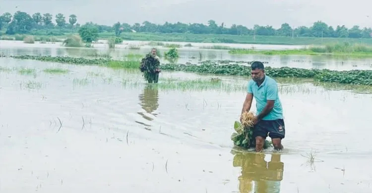 কুমিল্লায় পাহাড়ি ঢলে তলিয়ে যাচ্ছে গোমতীর চরের কৃষিজমি
