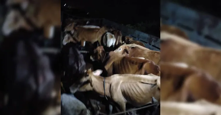 ৯৯৯-এ ফোনের দুই ঘণ্টায় ডাকাতি হওয়া ৩১টি গরুসহ ট্রাক উদ্ধার, মিনিট্রাক জব্দ