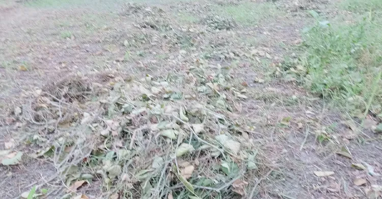 ছবিঃ সংগৃহীত