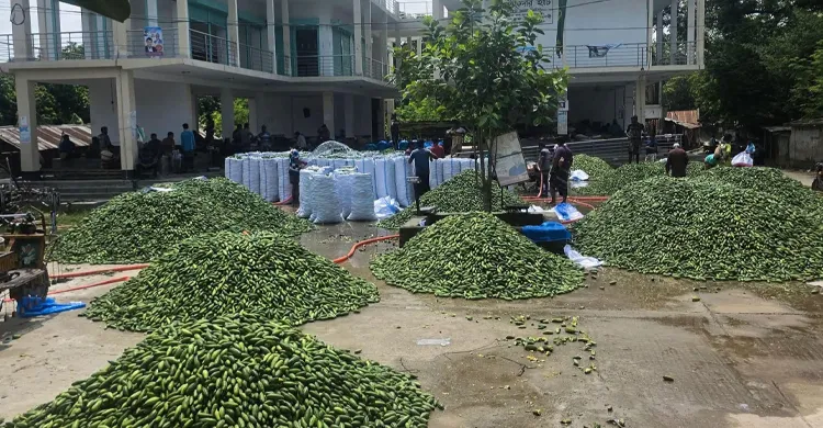 ১৫ কিলোমিটার পথ পাড়ি দিতেই পটলের দাম দ্বিগুণ