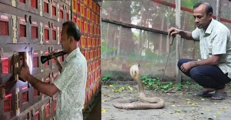 পটুয়াখালীর সাপের খামার: কোটি টাকার বিষে নীতিগত জট