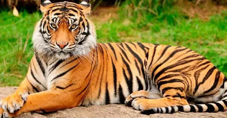 সুন্দরবনে রয়েল বেঙ্গল টাইগারের অবাধ বিচরণ