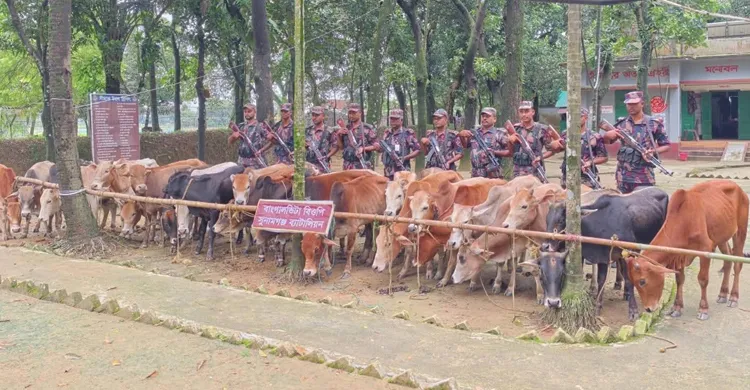 সীমান্তে বিজিবির অভিযানে, ২৮ ভারতীয় গরুসহ নৌকা আটক