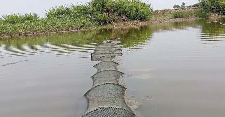 রায়পুরে চায়না দুয়ারি ও রিং জালের দাপট: বিলুপ্তির পথে দেশীয়  প্রজাতির মাছ